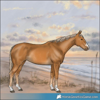 Horse Color:Palomino Rabicano