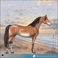 Horse Color:Bay Sabino 
