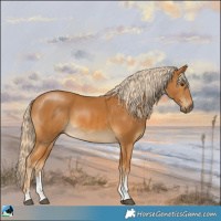 Horse Color:Palomino Sabino 