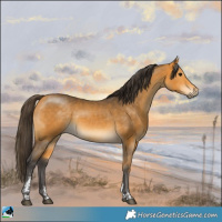 Horse Color:Buckskin Sabino Rabicano 