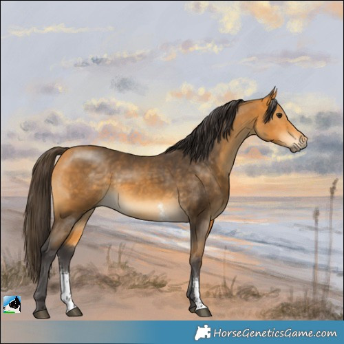 Horse Color:Buckskin Sabino Rabicano 