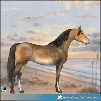 Horse Color:Buckskin Sabino Rabicano