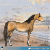 Horse Color:Buckskin Sabino Rabicano