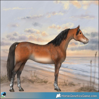 Horse Color:Bay Sabino Rabicano