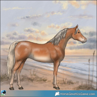 Horse Color:Chestnut Rabicano 