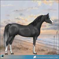 Horse Color:Black Splash