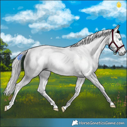 Horse Color:Gray Silver Brown Roan Dun Splash Tobiano Near Leopard Rabicano 