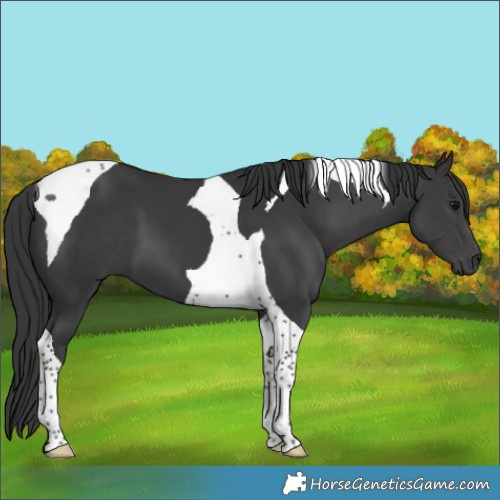 Horse Color:Black Tobiano