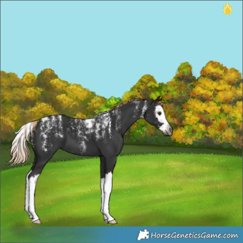 Horse Color:Powder White Gray Liver Chestnut Splash Appaloosa 