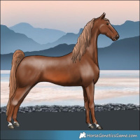 Horse Color:Chestnut 