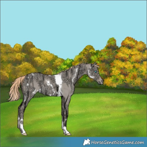 Horse Color:White Spotted Perlino Ice Dun Tobiano 