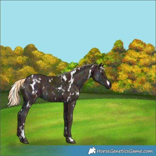 Horse Color:White Spotted Midnight Palomino Ice 