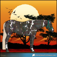 Horse Color:White Spotted Midnight Palomino Ice 