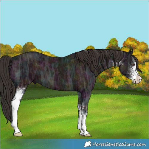Horse Color:Midnight Liver Chestnut Ice Sabino 