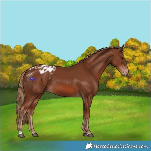 Horse Color:Chestnut Appaloosa