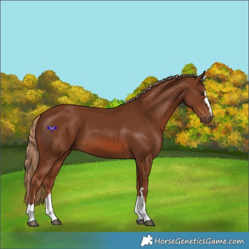 Horse Color:Chestnut 