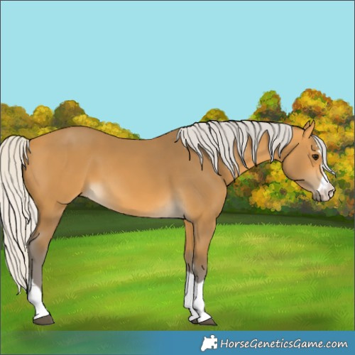 Horse Color:Silver Buckskin 