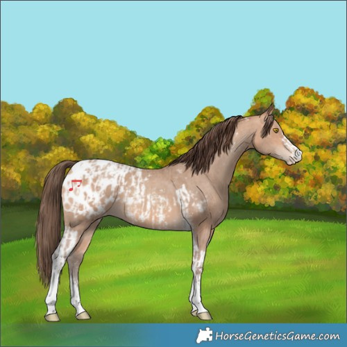 Horse Color:Amber Champagne Sabino Tobiano Appaloosa  and Amber Champagne Sabino Tobiano Appaloosa 