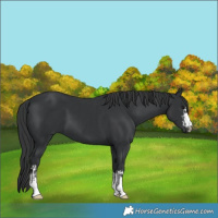 Horse Color:Black  and Black 