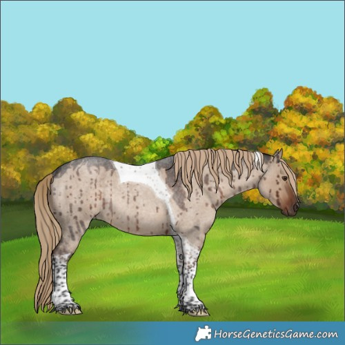 Horse Color:Liver Red Dun Roan Tobiano Rabicano Brindle 