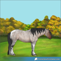 Horse Color:Brown Roan Dun Tobiano Rabicano Brindle