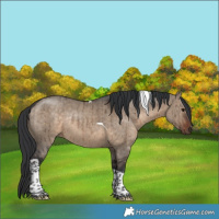 Horse Color:Brown Dun Tobiano Rabicano Brindle 