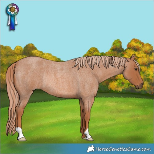 Horse Color:Red Roan Rabicano 