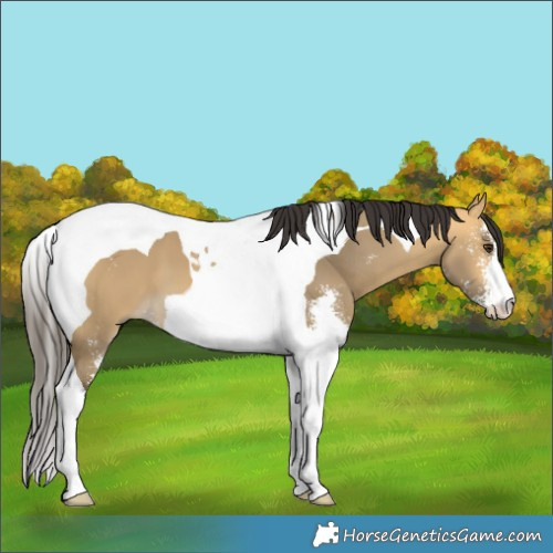 Horse Color:Buckskin Dun Sabino Tobiano 