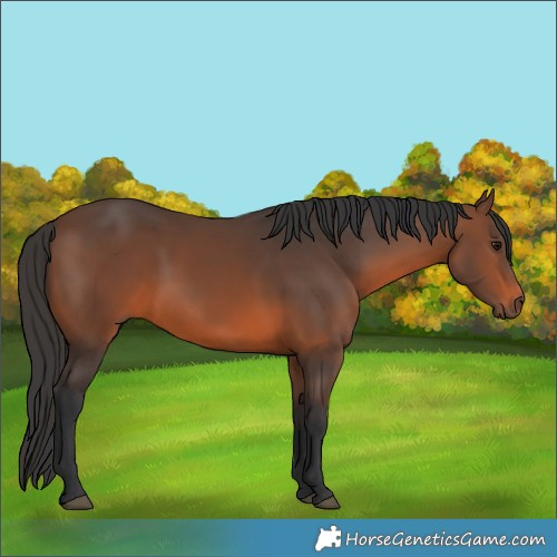 Horse Color:Brown 