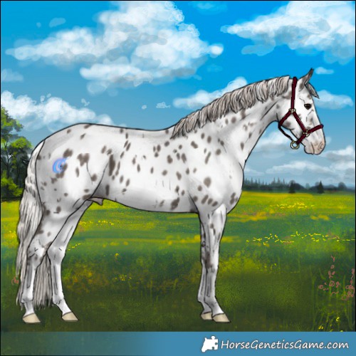 Horse Color:White Spotted Silver Black Near Leopard 