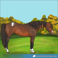 Horse Color:Bay Appaloosa