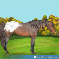 Horse Color:Bay Appaloosa