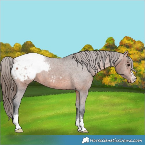 Horse Color:Bay Appaloosa 