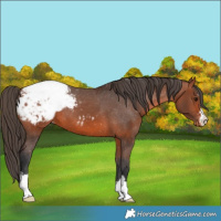 Horse Color:Bay Appaloosa 