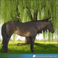 Horse Color:Buckskin 