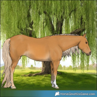 Horse Color:Palomino 