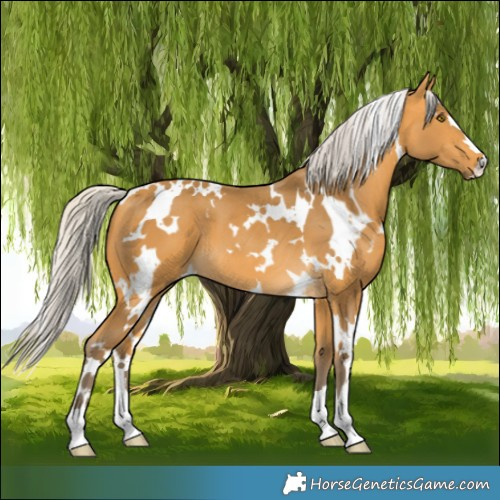 Horse Color:White Spotted Silver Buckskin 