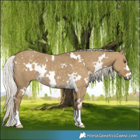 Horse Color:White Spotted Silver Smoky Grullo Rabicano 