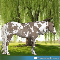 Horse Color:White Spotted Silver Smoky Black Rabicano 