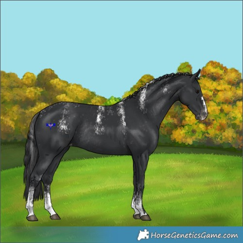 Horse Color:Powder White Black Appaloosa Rabicano 