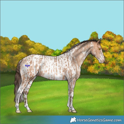 Horse Color:Amber Champagne Sabino Tobiano Appaloosa  and Amber Champagne Sabino Tobiano Appaloosa 