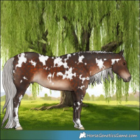 Horse Color:White Spotted Silver Brown 