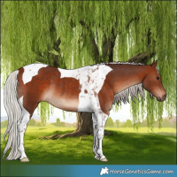 Horse Color:Silver Bay Tobiano Rabicano 