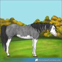 Horse Color:Blue Roan Splash 