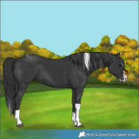 Horse Color:Black Splash Tobiano 