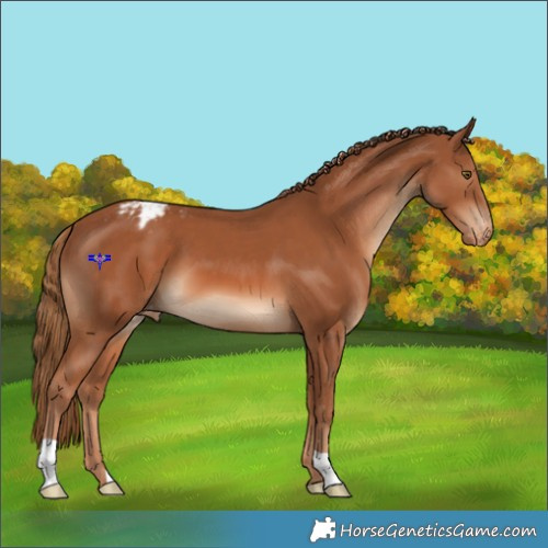 Horse Color:Chestnut Appaloosa 