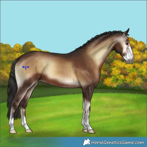 Horse Color:Gray Liver Red Onyx Sabino Appaloosa 