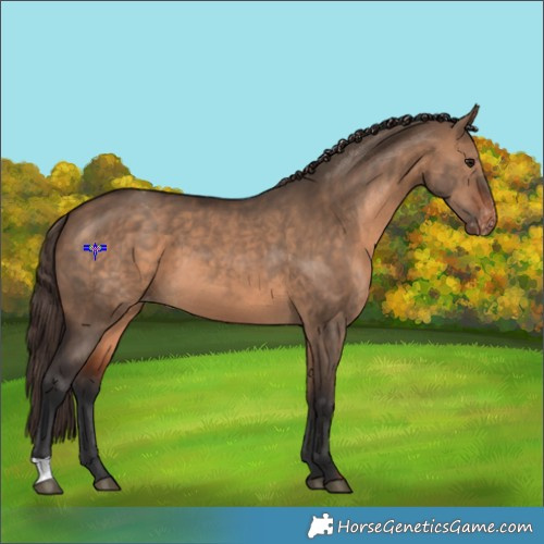 Horse Color:Brown Dun Varnish 
