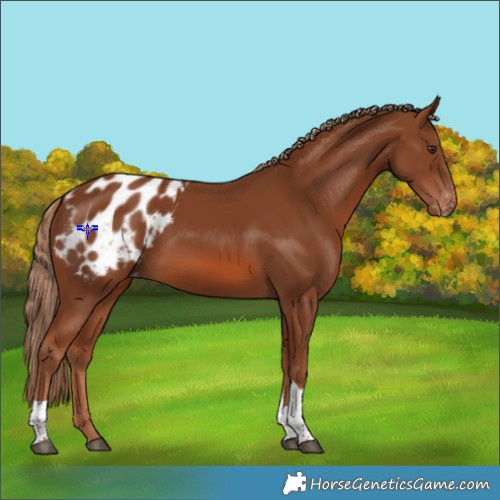 Horse Color:Chestnut Tobiano Appaloosa 