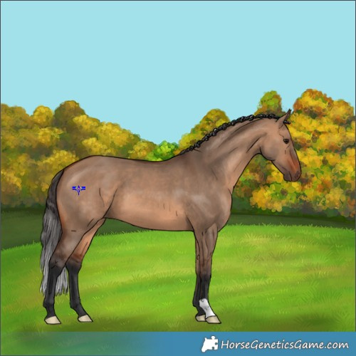 Horse Color:Bay Dun 